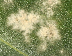 Erysiphe liriodendri