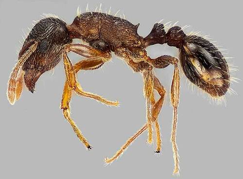 Immigrant Pavement Ant