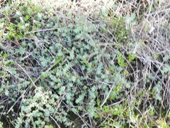 Camphorosma monspeliaca