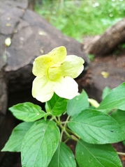 Bignoniaceae