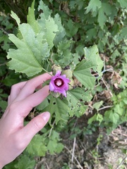 Hibiscus syriacus