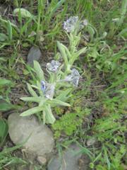 Cynoglossum creticum