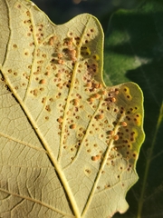Neuroterus saltarius