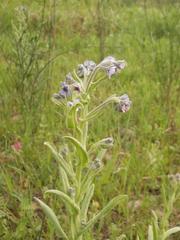 Cynoglossum creticum