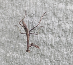 Stagmomantis carolina