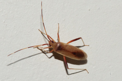 Creontiades rubrinervis