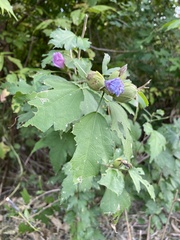 Hibiscus syriacus