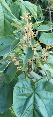 Paulowniaceae
