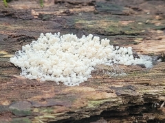 Myxomycetes