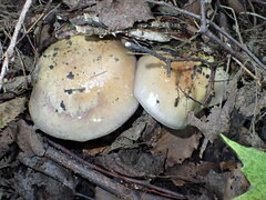 Cortinarius atkinsonianus