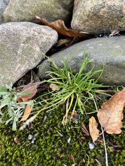 Poa annua