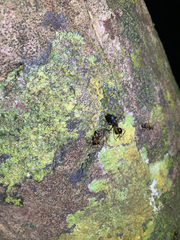 Camponotus confusus