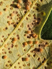 Neuroterus saltarius