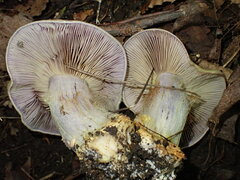 Cortinarius atkinsonianus
