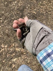 Diadophis punctatus vandenburgii