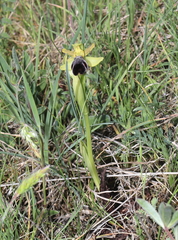 Ophrys vasconica
