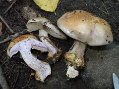 Cortinarius atkinsonianus