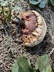 Ganoderma applanatum