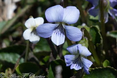 Viola labradorica