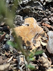 Ganoderma applanatum