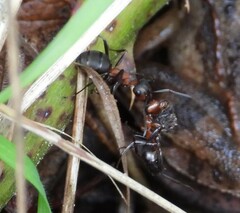 Formica rufa