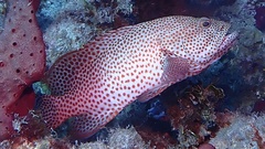 Cephalopholis cruentata