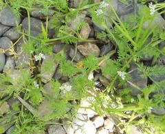 Scandix pecten-veneris