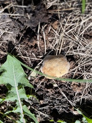 Ganoderma applanatum