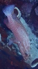 Cephalopholis cruentata