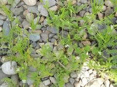 Scandix pecten-veneris