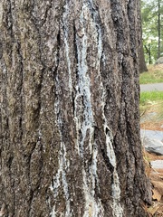 Coniophora puteana