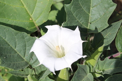 Datura innoxia