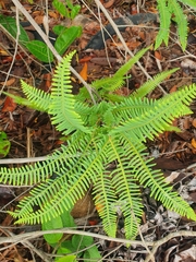 Dicranopteris linearis