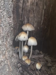 Coprinellus micaceus