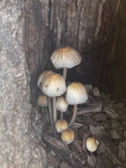 Coprinellus micaceus
