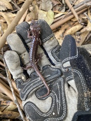 Aneides lugubris