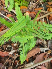 Dicranopteris linearis