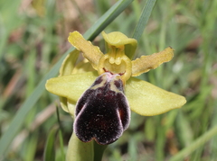 Ophrys vasconica