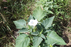 Datura innoxia
