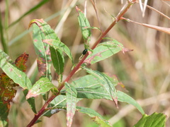 Psylliodes chrysocephala