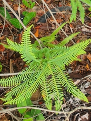 Dicranopteris linearis