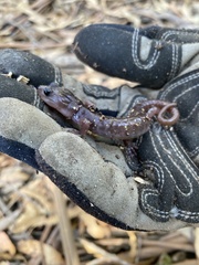Aneides lugubris