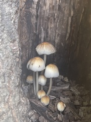 Coprinellus micaceus