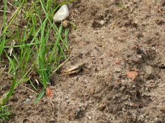 Chorthippus apricarius