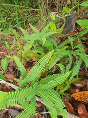 Dicranopteris linearis