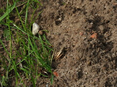 Chorthippus apricarius