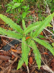 Dicranopteris linearis