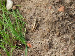 Chorthippus apricarius