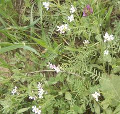 Cardamine macrophylla