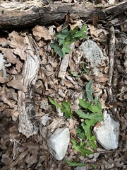 Passiflora tenuiloba